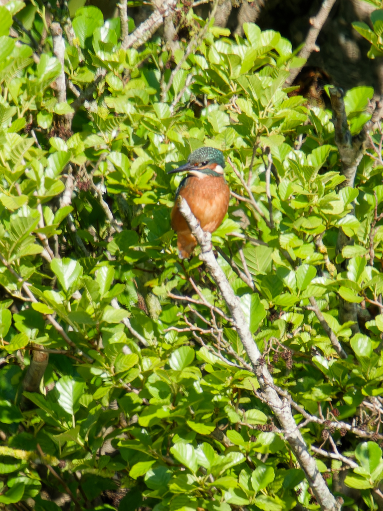 Kingfisher